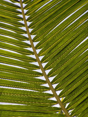 Palmsonntag gemeinfrei