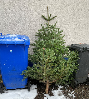 Alter Christbaum 285
