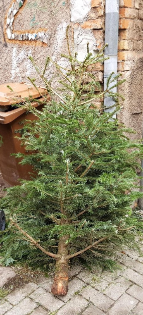 Christbaum leer by peter weidemann pbs